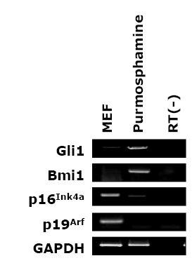 마우스 섬유아세포에 Shh analog인 purmorphamine을 처리하였을 때 Bmi1 유전자의 발현이 증가하는 것을 확인
