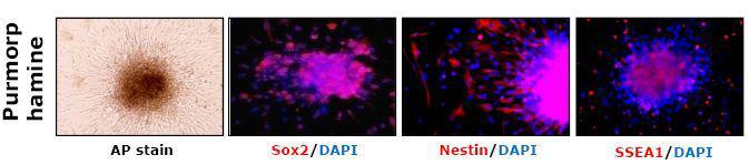 Purmorphamine 처리를 한 후 형성된 신경줄기세포와 같은 세포에서 Sox2와 SSEA1, Nestin이 발현이 되고 있는 것을 확인