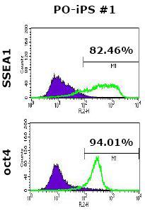 역분화 줄기세포에서 Oct4와 SSEA1이 positive하게발현이 되는 것을 확인