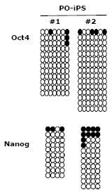 역분화된 줄기세포에서 Oct4와 Nanog 유전자의 promoter 부위가 demethylation 되어 있는 것을 bisulfite sequencing을 하여 확인