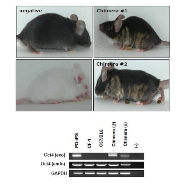 역분화 줄기세포가 chimera mouse를 형성하는 것을 증명