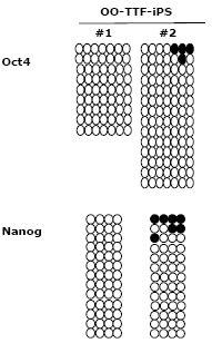 역분화 줄기세포에서 Oct4, Nanog의 promoter 부위가 demethylation 되어 있는 것을 확인함