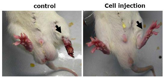 injection 그룹을 비교하여 분화된 세포가 동물 모델에서 기능성을 지니고 있는 것을 확인