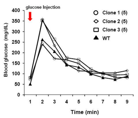 glucose tolerance test 결과 분화된 세포가 동물 질환 모델에서 기능성을 지니고 있는 것을 확인