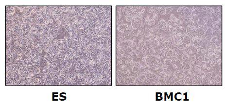 마우스 아스트로사이트에서 확립된 조건을 마우스 섬유아세포에 적용하여 배아줄기세포 유사세포로의 유도가 가능함을 증명