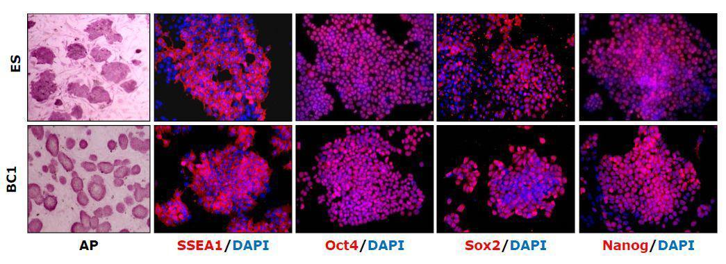 배아줄기세포와 역분화 만능줄기세포 (BC1)를 AP stain과 배아줄기세포에서 발현되는 대표적인 마커들의 immunostain을 통해 비슷한 양상을 보이는 것을 확인