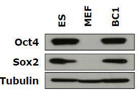 western blot 방법을 통해 배아줄기세포와 역분화 만능줄기세포에서 Oct4와 Sox2의 발현을 비교 분석