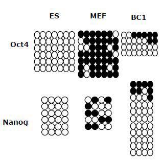 Oct4와 Nanog의 promoter 부위를 bisulfite sequencing 방법을 통해 methylation 패턴을 비교 분석함