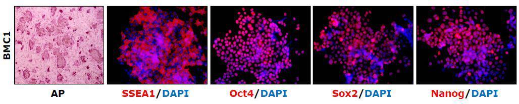AP staining에 positive한 결과를 보이며, 주요 마커들이 발현되는 것을 immunostaining 방법을 통해 증명함