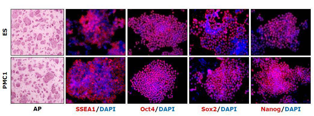 역분화 만능줄기세포와 배아줄기세포의 AP stain 결과 및 SSEA1, Oct4, Sox2, Nanog 발현을 immunostaining 방법을 통해 증명