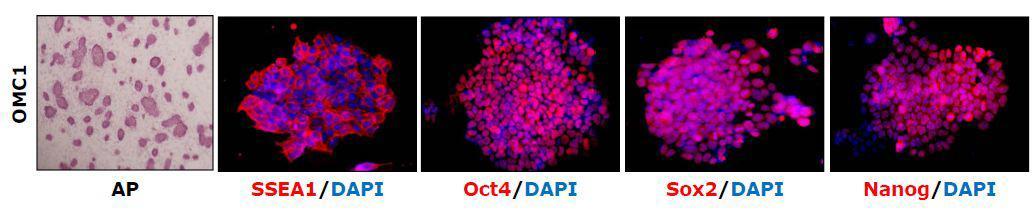 역분화 만능줄기세포가 AP positive하고 SSEA1, Oct4, Sox2, Nanog 발현이 배아줄기세포와 비슷하게 positive한 결과를 보이고 있는 것을 immunostainining 방법을 통해 증명