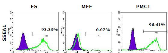 FACS 분석 방법을 통해 SSEA1의 발현을 배아줄기세포와 비교 분석함
