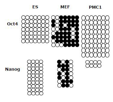Oct4와 Nanog 유전자의 promoter 부위를 bisulf sequencing의 방법을 통해 비교 분석함