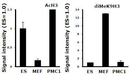 역분화 만능줄기세포 (PMC1)에서 Oct4 유전자의 promoter 부위의 histone H3에 acetylation 되어 있는 것을 배아줄기세포와 비교하여 분석함