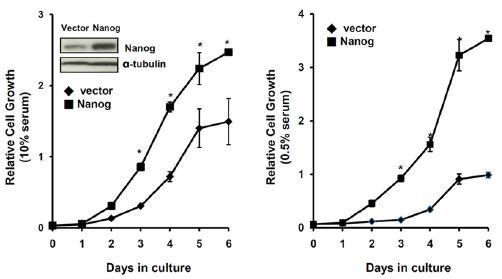 Nanog를 과발현 시킨 p53 결핍 마우스 아스트로사이트가 대조군에 비해 활발한 증식을 보임