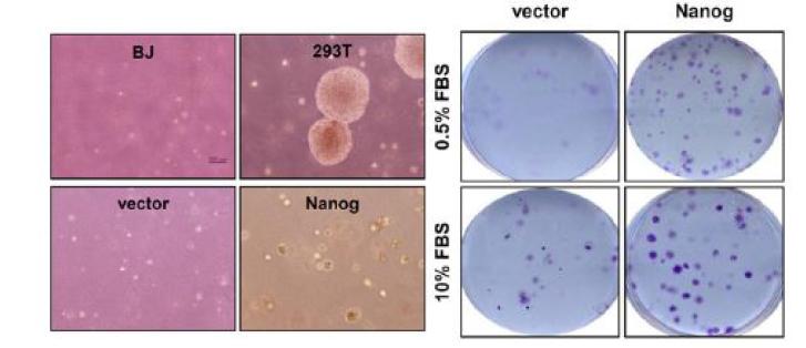 clony formation assay를 통해 Nanog가 과발현된 p53 결핍 마우스 아스트로사이트가 클론을 더 잘 형성함을 확인