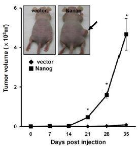 Nanog가 과발현된 p53 결핍 마우스 아스트로사이트에서 종양이 형성됨