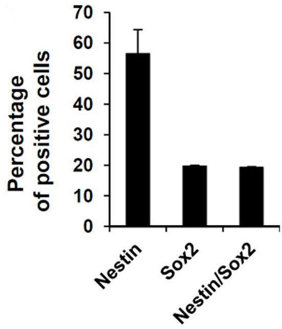 Id3 유전자 도입을 통해 형성된 신경구에서 신경줄기세포 마커인 Nestin, Sox2가 발현하는 세포수를 확인하여 효율을 비교함