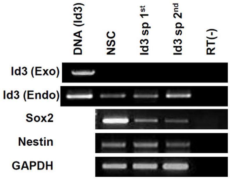 형성된 신경구 세포에서 도입한 Id3유전자의 발현은 없어지고 세포내에서 id3 유전자와 신경줄기세포 마커인 Sox2,Nestin 발현을 RT-PCR로 증명함