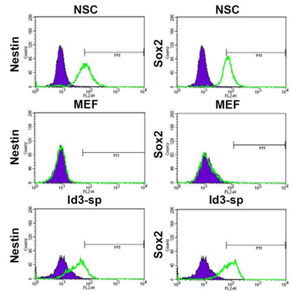 형성된 신경구 세포에서 신경줄기세포 특이적 마커인 Nestin, Sox2 의 발현이 신경줄기세포와 유사함을 FACS를 통해 증명함