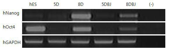 SLO를 이용하여 EC 추출물을 세포내로 유입시킨 후 역분화 주요 인자의 발현을 Day 별 RT-PCR로 확인함