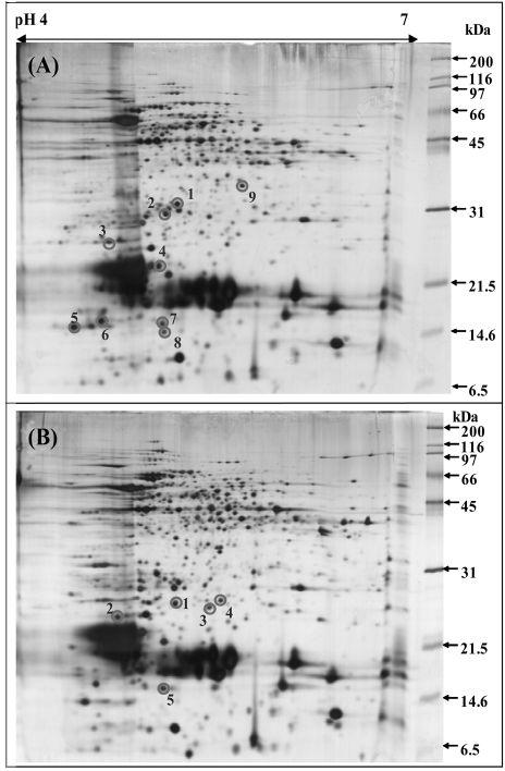 Comparative figures of two-dimensional electrophoresis analytical gels of silver stained 　soluble proteins from A. platensis KCTC AG20590 (A) and M20CJK3 (B) cultivated in SOT medium at day 4.