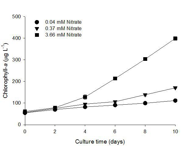 Chlorophyll-a content profiles of Botryococcus braunii with different initial nitrate concentrations in Chu-13 medium