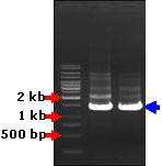 PCR amplification of bss gene from Botryococcus braunii UTEX 572.