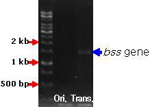 Confirm PCR amplified product of bss gene from Chlamydomonas reinhardtii transformant.