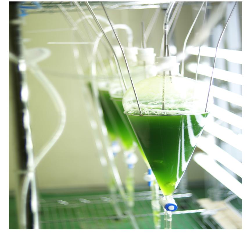 The images of funnel type photobioreactor