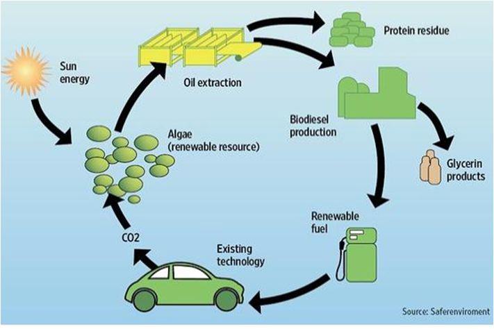 Next-generation biofuels technology from Microalgae
