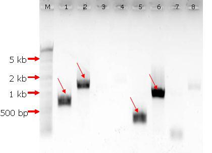 PCR product of psaA gene of Scenedesmus dimorphus electrophoresed on an 1% agarose gel.