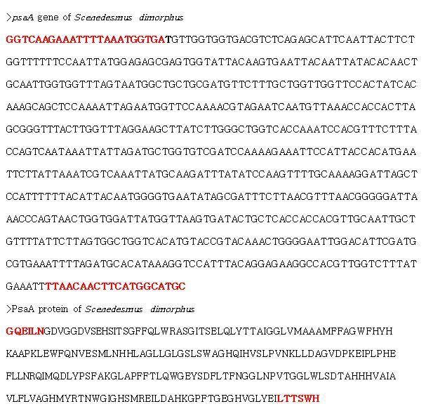 Sequence of psaA gene and PsaA amino acid of Scenedesmus dimorphus. Red word: forward and reverse primer region