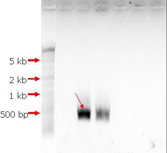 PCR product of tufA gene of Scenedesmus dimorphus electrophoresed on an 1% agarose gel