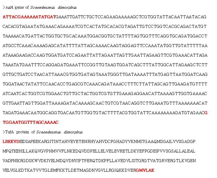 Sequence of tufA gene and TufA amino acid of Scenedesmus dimorphus. Red word: forward and reverse primer region