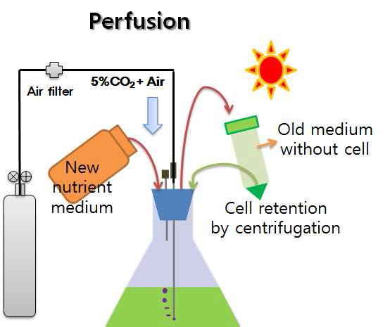 Perfusion 공법 도입의 타당성 평가를 위한 플라스크 선행 실험 모식도.