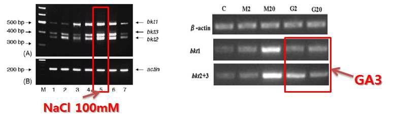 GA3와 NaCl의 bkt gene 발현의 촉진에 관여하는 모습.