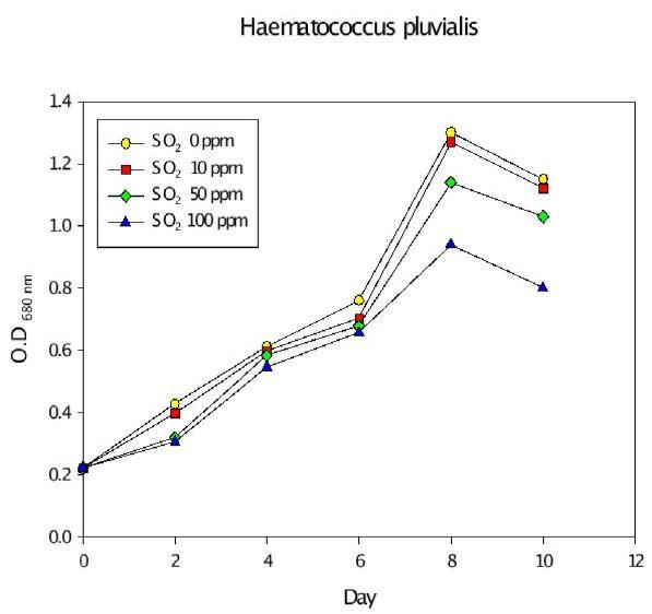 SOx 농도에 따른 Haematococcus pluvialis의 optical density.