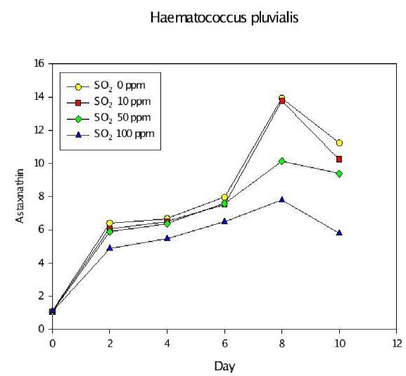 SOx 농도에 따른 Haematococcus pluvialis의 astaxanthin 농도.