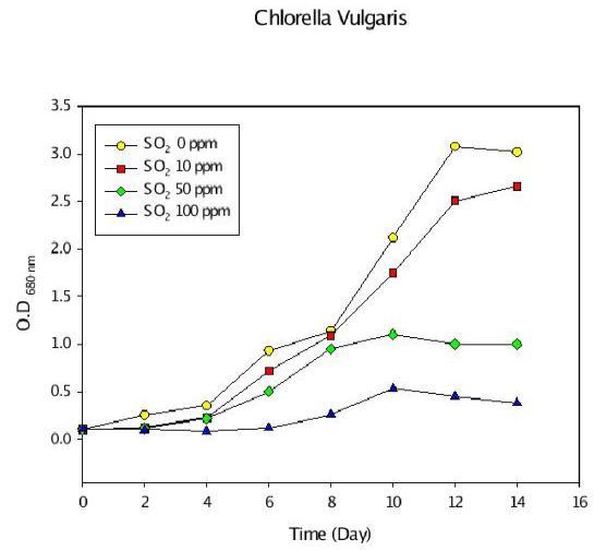 SOx 농도에 따른 Chlorella vulgaris의 optical density.