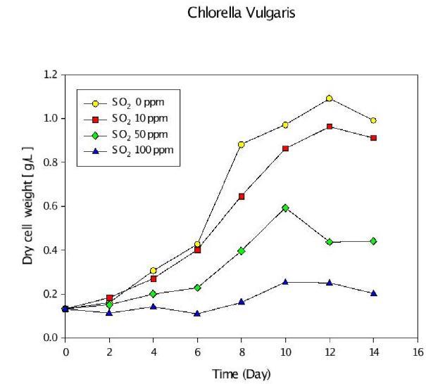 SOx 농도에 따른 Chlorella vulgaris의 dry cell weight.