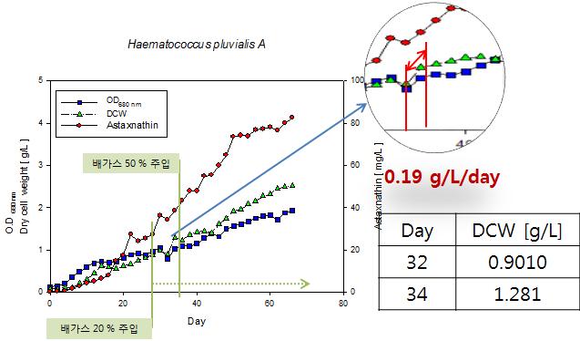 배가스를 vegetative cells에서 red cyst cells로 Induction되어갈 때 적용하여 배양한 Haematococcus plavialis의 성장곡선 (반응기 A).