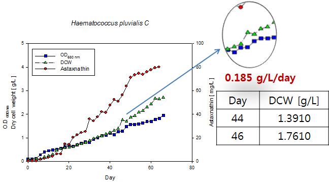 99.9%의 이산화탄소를 적용하여 배양한 Haematococcus pluvialis의 성장곡선 (반응기 C).