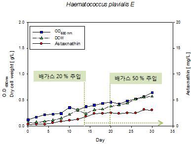 배가스를 green vegetative cells 상태일 때 적용하여 배양한 Haematococcus plavialis의 성장곡선 (반응기 E).