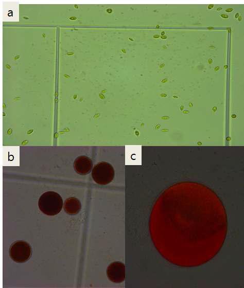 H. pluvialis의 구조 및 형태 ; (a) green vegetative cells, (b-c) red cyst cells.