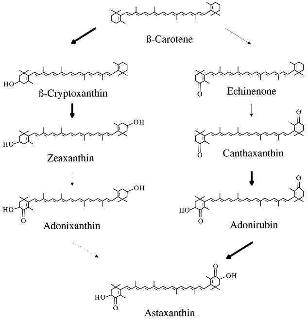 H. pluvialis 에서 astaxanthin 의 생합성 경로 [50].
