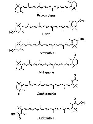 다양한 항산화성 카로티노이드들의 구조 [61].