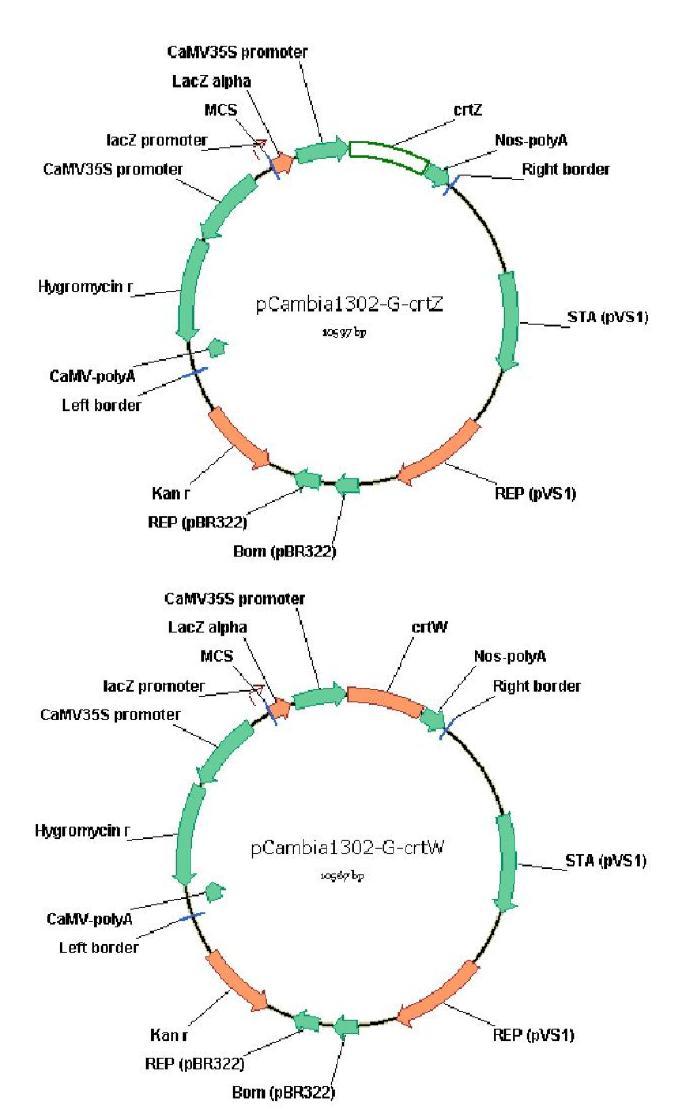 카로티노이드 합성 유전자 crtZ와 crtW의 발현을 위한 pCambia 벡터.
