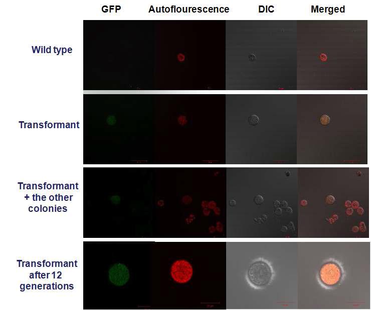 Agrobacterium 매개의 형질전환법에 의한 GFP 유전자의 도입.