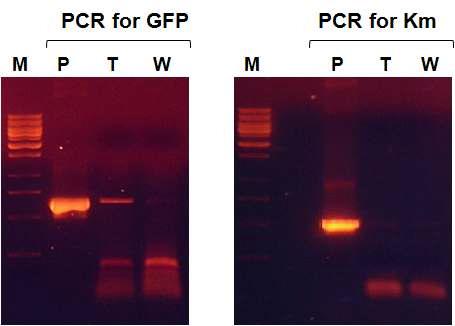 GFP와 Kanamycin resistance 유전자에 대한 PCR 분석